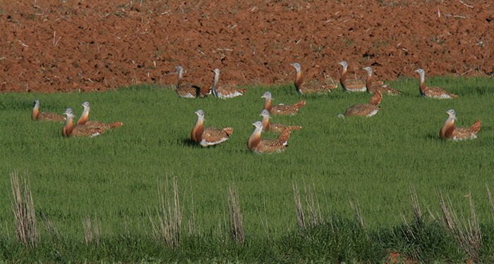 Ecologistas en Acción denuncia ante la Fiscalía de Medio Ambiente la planta fotovoltaica “Canes I” en Almoguera