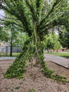 El Ayuntamiento de Guadalajara cierra los parques ante las fuertes rachas de viento