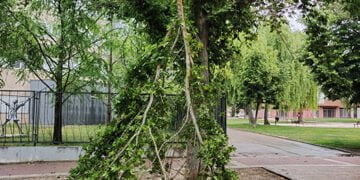 El Ayuntamiento de Guadalajara cierra los parques ante las fuertes rachas de viento