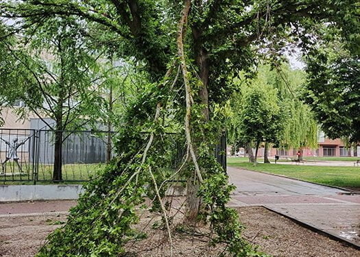 El Ayuntamiento de Guadalajara cierra los parques ante las fuertes rachas de viento
