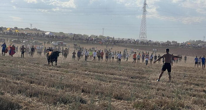 Herido por asta de toro un hombre de 45 años en el encierro de Fontanar 1 Herido por asta de toro un hombre de 45 años en el encierro de Fontanar