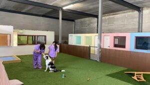 Invierte en Cuenca respalda la puesta en marcha en Cuenca del Hotel Mimascota