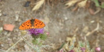 Las mariposas diurnas tiñen de color los prados y bosques de la Sierra Norte de Guadalajara