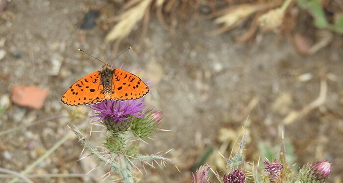 Las mariposas diurnas tiñen de color los prados y bosques de la Sierra Norte de Guadalajara 1 Las mariposas diurnas tiñen de color los prados y bosques de la Sierra Norte de Guadalajara