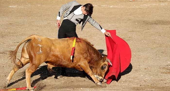 Siete orejas en la clase práctica tamajonera del certamen 'Guadalajara busca torero' 1 Siete orejas en la clase práctica tamajonera del certamen 'Guadalajara busca torero'