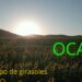 Vídeo. Ocaso en campo de girasoles 3 Vídeo. Ocaso en campo de girasoles