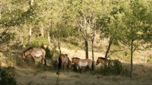 04 przewalski villanueva2