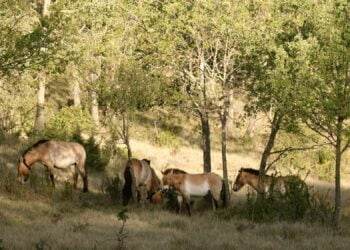 Caballos y tauros protagonizan el ecoturismo en la comarca del Alto Tajo