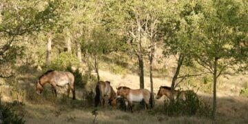 Caballos y tauros protagonizan el ecoturismo en la comarca del Alto Tajo