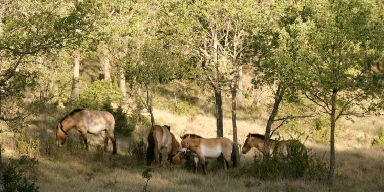 04 przewalski villanueva2