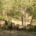 Caballos y tauros protagonizan el ecoturismo en la comarca del Alto Tajo 3 Caballos y tauros protagonizan el ecoturismo en la comarca del Alto Tajo