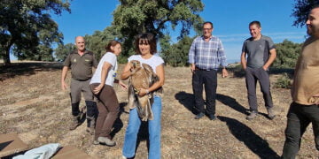 Castilla-La Mancha consolida la recuperación del águila imperial ibérica en la región y se convierte en referencia mundial en la conservación de la especie