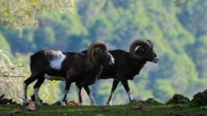 Ecologistas en Acción alerta del impacto de una proyectada granja de muflones del cirujano Pedro Cavadas en Mira lindando con Villargordo