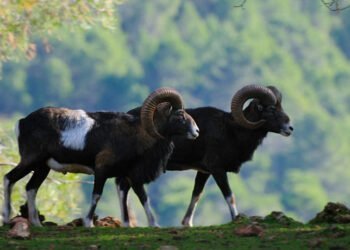 Ecologistas en Acción alerta del impacto de una proyectada granja de muflones del cirujano Pedro Cavadas en Mira lindando con Villargordo 2 Ecologistas en Acción alerta del impacto de una proyectada granja de muflones del cirujano Pedro Cavadas en Mira lindando con Villargordo