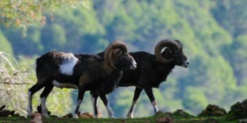 Ecologistas en Acción alerta del impacto de una proyectada granja de muflones del cirujano Pedro Cavadas en Mira lindando con Villargordo