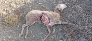 El lobo ataca a dos rebaños de ovejas en Atienza y Robledo de Corpes