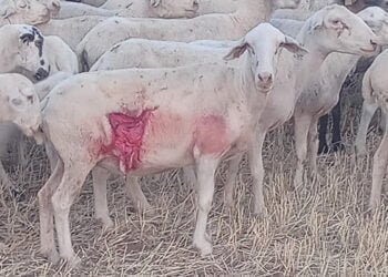 El lobo ataca a dos rebaños de ovejas en Atienza y Robledo de Corpes