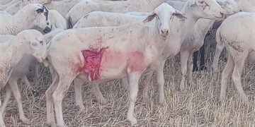 El lobo ataca a dos rebaños de ovejas en Atienza y Robledo de Corpes