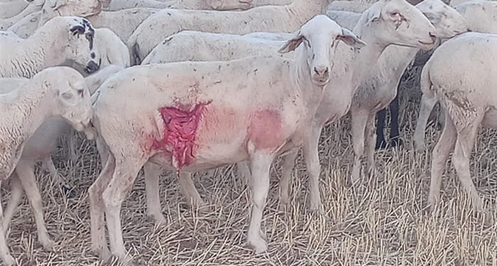 El lobo ataca a dos rebaños de ovejas en Atienza y Robledo de Corpes 1 El lobo ataca a dos rebaños de ovejas en Atienza y Robledo de Corpes