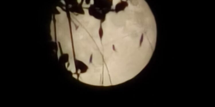 Un Vivo X90 Pro, vive la Luna de la Cosecha en Cuenca