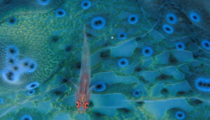 Un góbido descansa sobre una almeja gigante en el fondo marino. Indonesia, océano Pacífico. © David Doubilet / National Geographic.