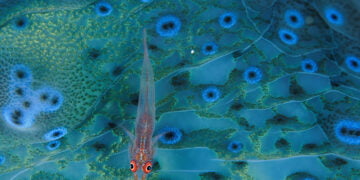 Cuenca descubre el significado del color en el mundo en una exposición de fotografías de National Geographic