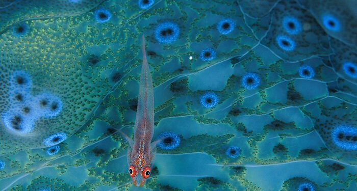 Un góbido descansa sobre una almeja gigante en el fondo marino. Indonesia, océano Pacífico. © David Doubilet / National Geographic.
