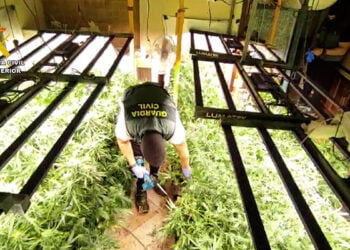 Desmantelada en Villanueva de la Torre una plantación de marihuana de alto rendimiento
