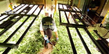 Desmantelada en Villanueva de la Torre una plantación de marihuana de alto rendimiento