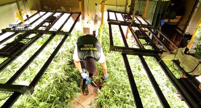 Desmantelada en Villanueva de la Torre una plantación de marihuana de alto rendimiento 1 Desmantelada en Villanueva de la Torre una plantación de marihuana de alto rendimiento