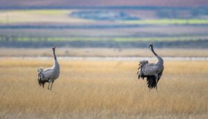 Dos años de trabajo para recuperar la Laguna de El Hito, un humedal único en Europa ubicado en Castilla-La Mancha