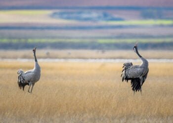 Dos años de trabajo para recuperar la Laguna de El Hito, un humedal único en Europa ubicado en Castilla-La Mancha