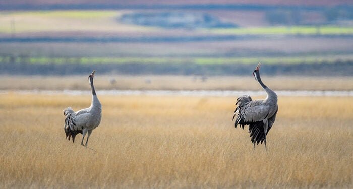 Dos años de trabajo para recuperar la Laguna de El Hito, un humedal único en Europa ubicado en Castilla-La Mancha
