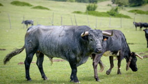 El crítico Miguel Tinajero estará en el homenaje a Juan Vicente Mora en Zafrilla