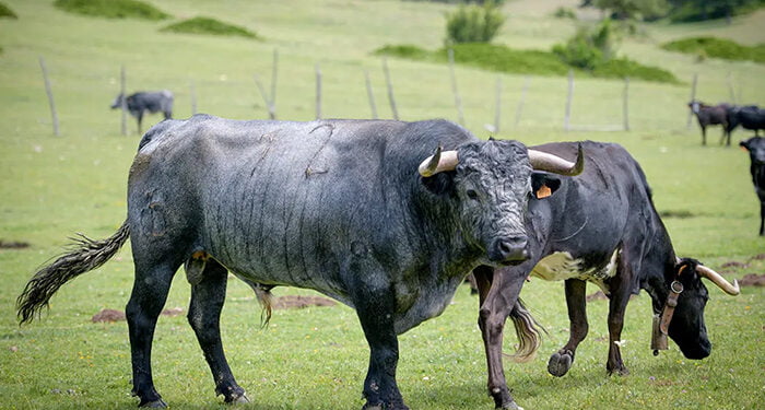 El crítico Miguel Tinajero estará en el homenaje a Juan Vicente Mora en Zafrilla