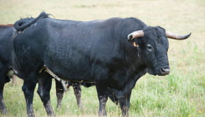 Juan Vicente Mora recibirá el premio “Ganadero Ejemplar de la Serranía de Cuenca”
