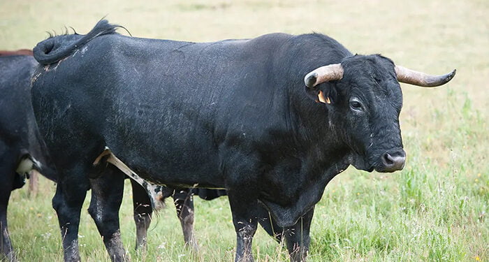 Juan Vicente Mora recibirá el premio “Ganadero Ejemplar de la Serranía de Cuenca”