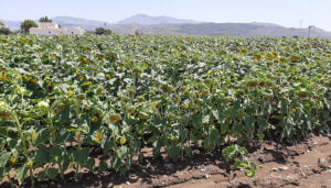 La Asociación Española del Girasol (AEG) informa que la cosecha no será buena tras actualizar datos de superficie sembrada