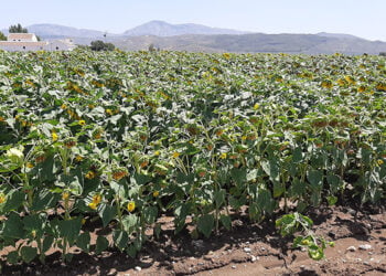 La Asociación Española del Girasol (AEG) informa que la cosecha no será buena tras actualizar datos de superficie sembrada