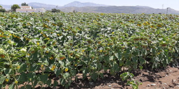La Asociación Española del Girasol (AEG) informa que la cosecha no será buena tras actualizar datos de superficie sembrada