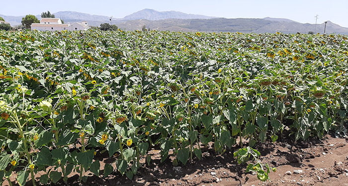 La Asociación Española del Girasol (AEG) informa que la cosecha no será buena tras actualizar datos de superficie sembrada 1 La Asociación Española del Girasol (AEG) informa que la cosecha no será buena tras actualizar datos de superficie sembrada