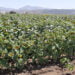 La Asociación Española del Girasol (AEG) informa que la cosecha no será buena tras actualizar datos de superficie sembrada 3 La Asociación Española del Girasol (AEG) informa que la cosecha no será buena tras actualizar datos de superficie sembrada