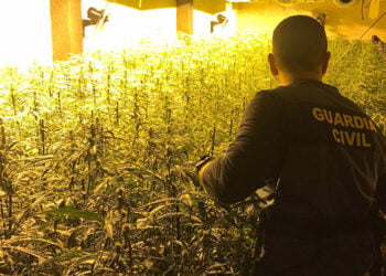 La Guardia Civil de Guadalajara detiene a cuatro personas pertenecientes a un grupo criminal dedicado al cultivo de marihuana
