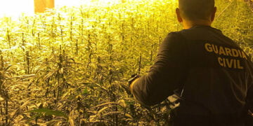 La Guardia Civil de Guadalajara detiene a cuatro personas pertenecientes a un grupo criminal dedicado al cultivo de marihuana