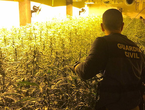 La Guardia Civil de Guadalajara detiene a cuatro personas pertenecientes a un grupo criminal dedicado al cultivo de marihuana 1 La Guardia Civil de Guadalajara detiene a cuatro personas pertenecientes a un grupo criminal dedicado al cultivo de marihuana