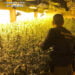 La Guardia Civil de Guadalajara detiene a cuatro personas pertenecientes a un grupo criminal dedicado al cultivo de marihuana