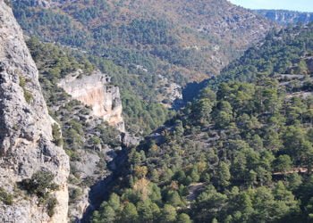 Tres montes pertenecientes a la Mancomunidad de propietarios de Montes particulares de Cañizares se asocian bajo un mismo Grupo de Certificación FSC