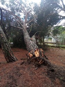 Cerrado el pinar de Fuente del Oro donde el viento ha derribado algunos árboles