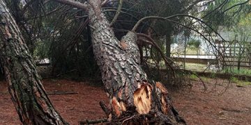 Cerrado el pinar de Fuente del Oro donde el viento ha derribado algunos árboles