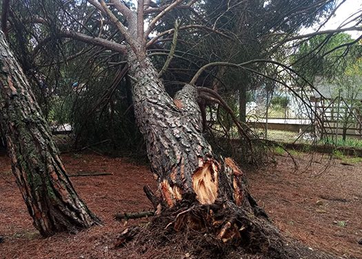 El Ayuntamiento de Cuenca procede a cerrar los parques de la ciudad debido a las fuertes rachas de viento 1 Cerrado el pinar de Fuente del Oro donde el viento ha derribado algunos árboles
